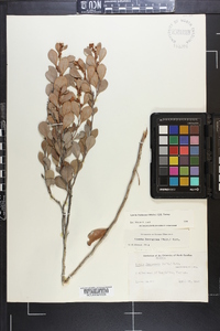 Lyonia fruticosa image