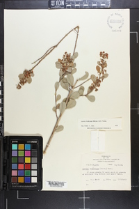 Lyonia fruticosa image