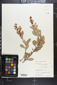 Lyonia fruticosa image