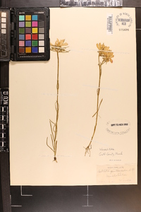 Sabatia gentianoides image