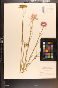 Sabatia gentianoides image