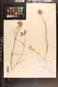 Sabatia gentianoides image