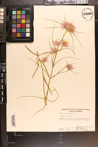 Sabatia gentianoides image