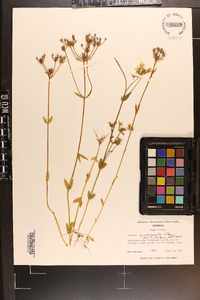 Sabatia quadrangula image