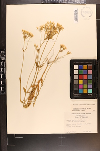 Sabatia quadrangula image