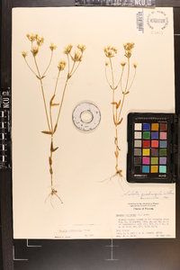 Sabatia quadrangula image