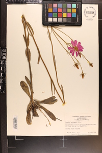 Sabatia bartramii image