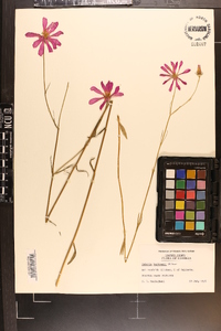 Sabatia bartramii image