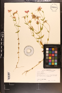 Sabatia campestris image