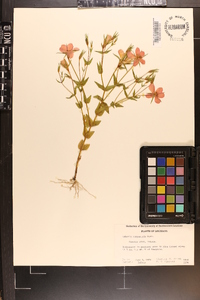 Sabatia campestris image