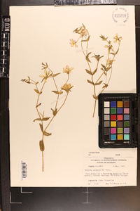 Sabatia campestris image