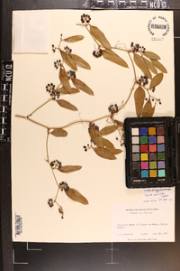Smilax auriculata image