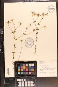 Sabatia campestris image