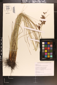 Fimbristylis castanea image