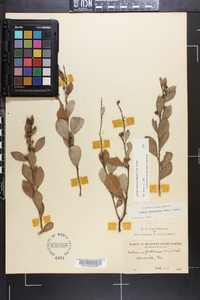 Lyonia fruticosa image