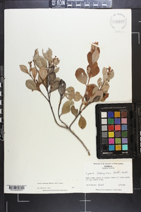 Lyonia fruticosa image