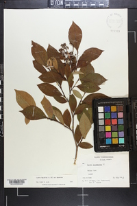 Lyonia ligustrina var. ligustrina image