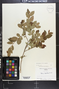 Lyonia ligustrina var. ligustrina image