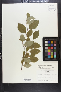 Lyonia ligustrina var. foliosiflora image