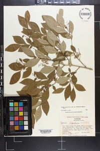 Lyonia ligustrina var. foliosiflora image