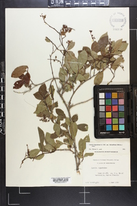 Lyonia ligustrina var. foliosiflora image