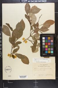 Lyonia ligustrina var. foliosiflora image