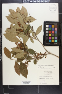 Lyonia ligustrina var. foliosiflora image