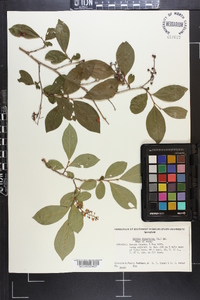 Lyonia ligustrina var. foliosiflora image