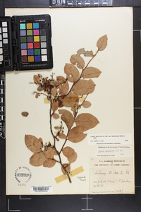 Lyonia ligustrina var. foliosiflora image