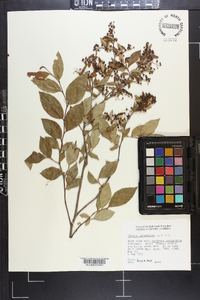 Lyonia ligustrina var. foliosiflora image