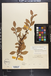 Lyonia ligustrina var. foliosiflora image