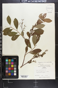 Lyonia ligustrina var. foliosiflora image