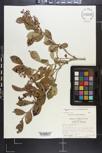 Lyonia ligustrina var. foliosiflora image