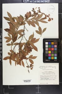 Lyonia ligustrina var. foliosiflora image