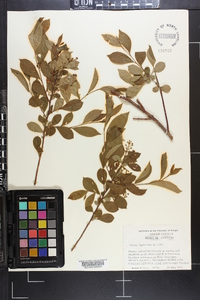 Lyonia ligustrina var. foliosiflora image