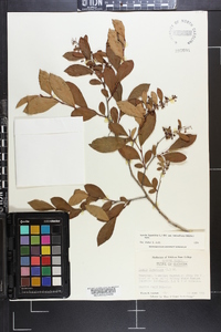 Lyonia ligustrina var. foliosiflora image