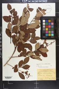 Lyonia ligustrina var. foliosiflora image