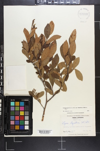 Lyonia ligustrina var. foliosiflora image