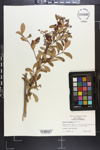 Lyonia ligustrina var. foliosiflora image