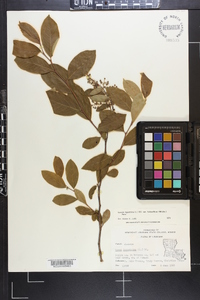 Lyonia ligustrina var. foliosiflora image