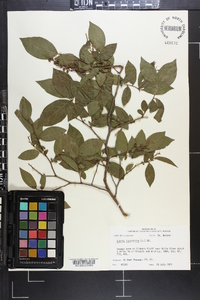 Lyonia ligustrina var. foliosiflora image