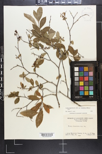 Lyonia ligustrina var. foliosiflora image