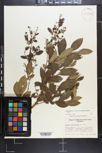 Lyonia ligustrina var. foliosiflora image