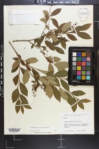 Lyonia ligustrina var. foliosiflora image