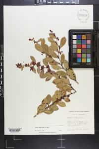 Lyonia lucida image