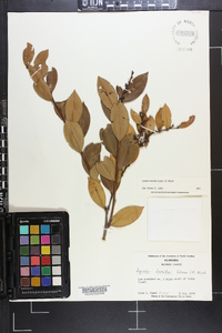 Lyonia lucida image