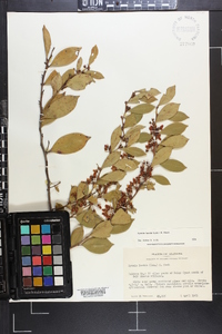 Lyonia lucida image