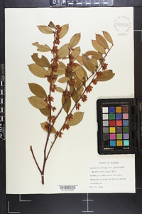 Lyonia lucida image