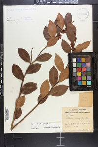 Lyonia lucida image