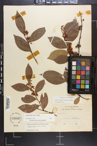 Lyonia lucida image